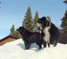 dogs in snow