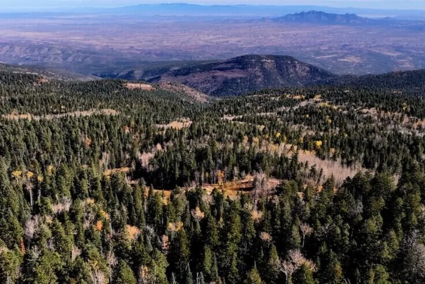 Dense pine forest at elevation in the East Mountains near Albuquerque, NM